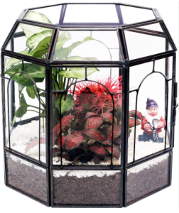 Large Terrarium near me