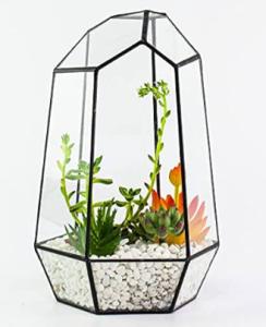 Large Terrarium Image